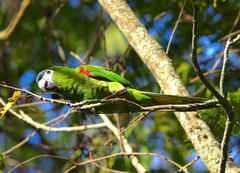 Red-Shouldered Macaw photo 2