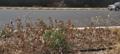 Rumex vesicarius