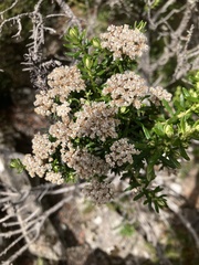 Ozothamnus purpurascens