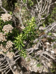 Ozothamnus purpurascens