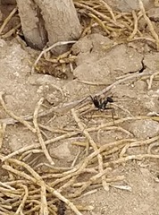 Cataglyphis