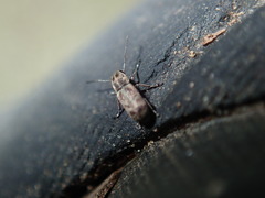 Euciodes suturalis