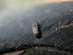 Euciodes suturalis