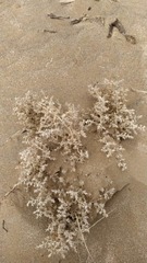Salsoloideae