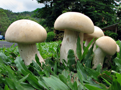 Macrocybe crassa