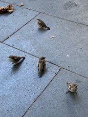 Passer domesticus