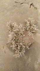 Salsoloideae