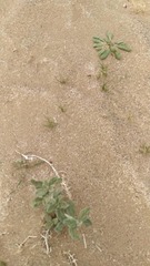 Magnoliopsida