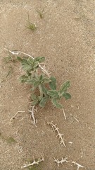 Magnoliopsida