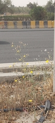 Launaea mucronata