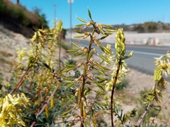 Astragalus trichopodus antisellii