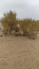 Tamaricaceae