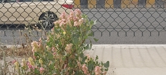 Rumex vesicarius