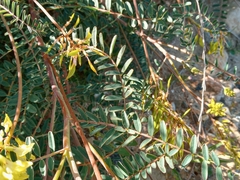 Astragalus trichopodus antisellii