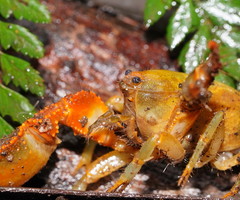 Engaeus tuberculatus