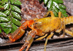 Engaeus tuberculatus