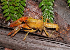 Engaeus tuberculatus