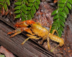 Engaeus tuberculatus