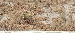 Malva parviflora