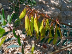 Astragalus trichopodus antisellii