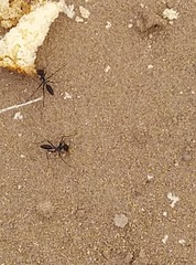 Cataglyphis