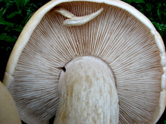Macrocybe crassa