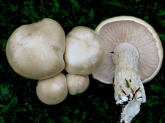 Macrocybe crassa
