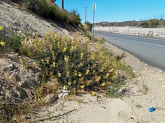 Astragalus trichopodus antisellii