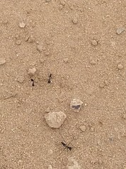 Cataglyphis