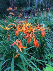Crocosmia aurea aurea