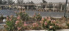 Rumex vesicarius