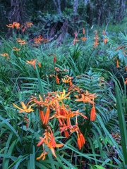 Crocosmia aurea aurea