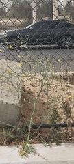 Launaea mucronata