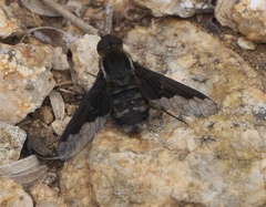 Hemipenthes seminiger