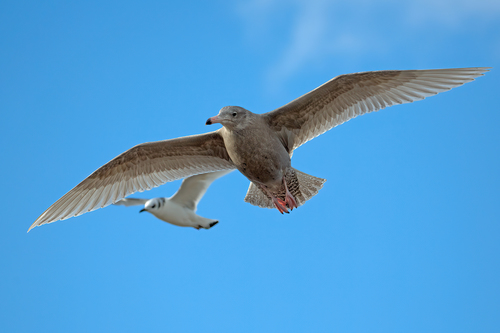 Gavión hiperbóreo (Larus hyperboreus)