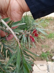 Melaleuca