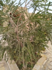 Melaleuca
