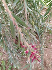 Melaleuca