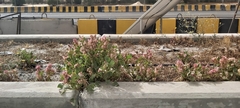 Rumex vesicarius