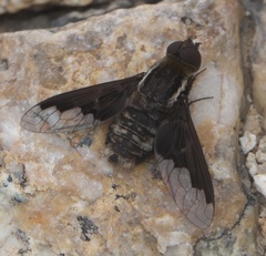 Hemipenthes seminiger