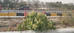 Rumex vesicarius