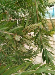 Melaleuca