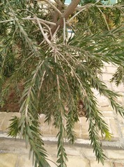 Melaleuca