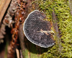 Postia pelliculosa