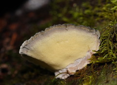 Postia pelliculosa