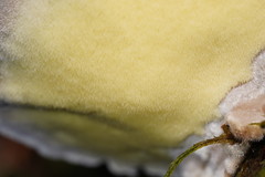 Postia pelliculosa