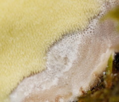 Postia pelliculosa