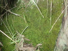 Thuidiopsis