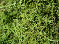 Thuidiopsis