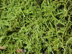 Thuidiopsis